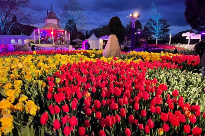 Bowral Tulip Festival
