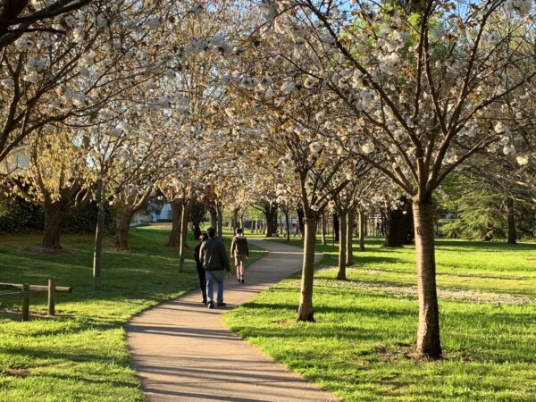 Cherry Tree Walk