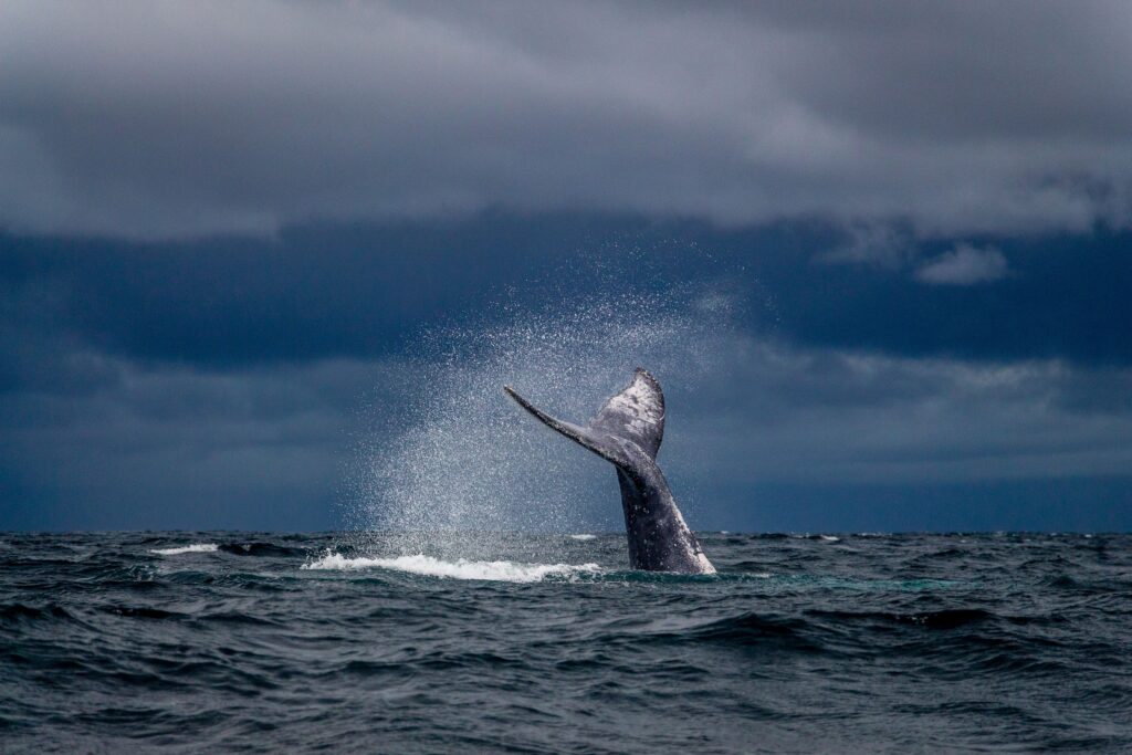 Whale-watching at Gerringong