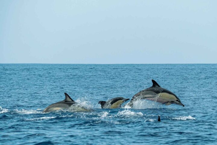 Playful Dolphins Jumping in Hyams Beach
