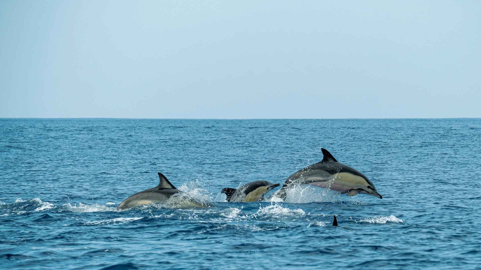 Playful Dolphins Jumping in Hyams Beach