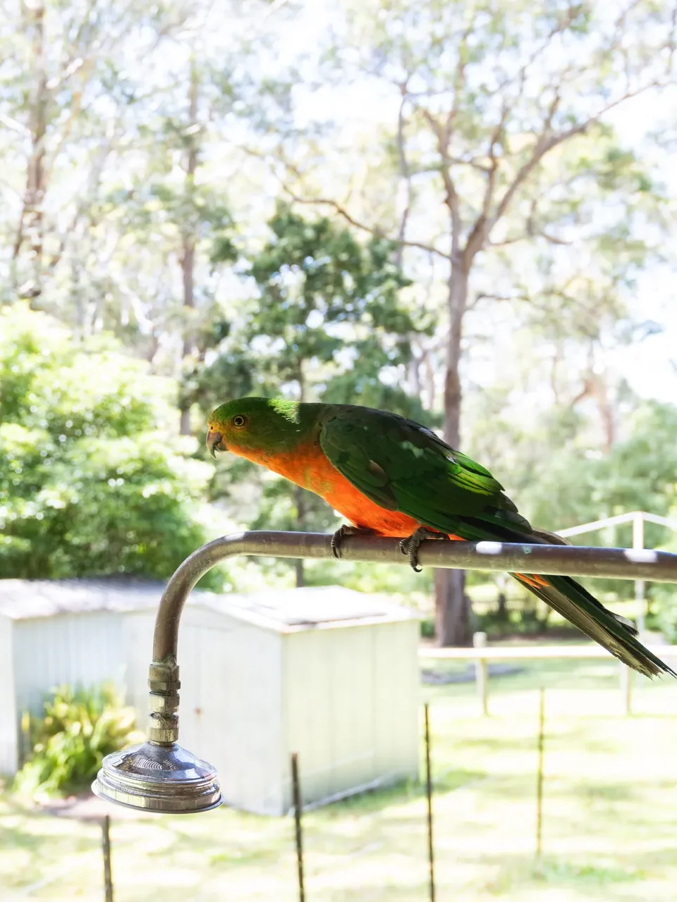 natural wildlife surrounding the accommodation