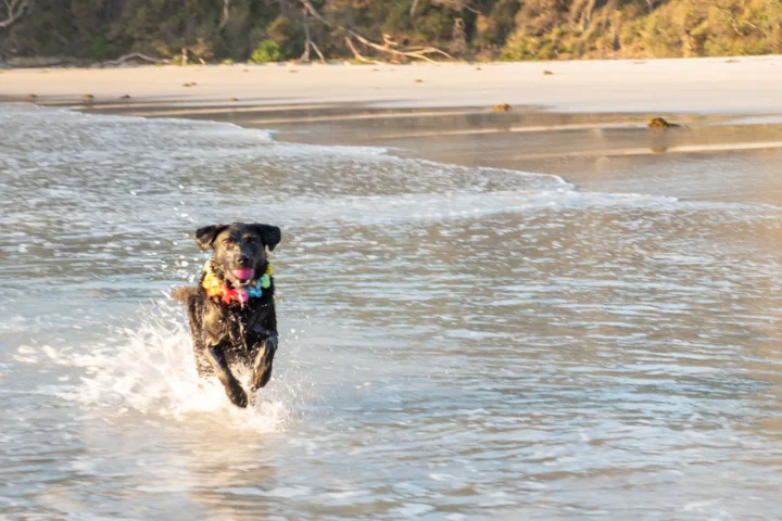 dog friendly beach with couple stays