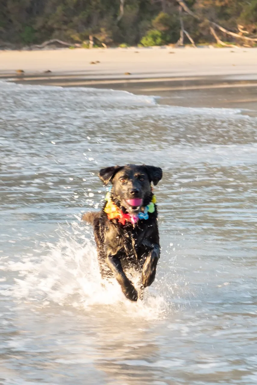 dog friendly beach with couple stays
