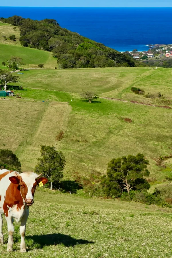 kiama hill