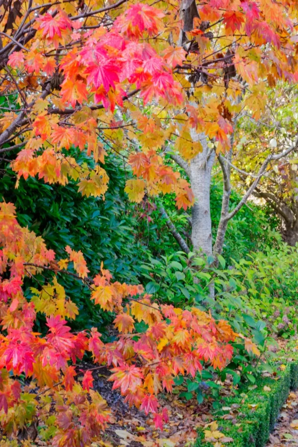 red foliage at the tor, burrawang
