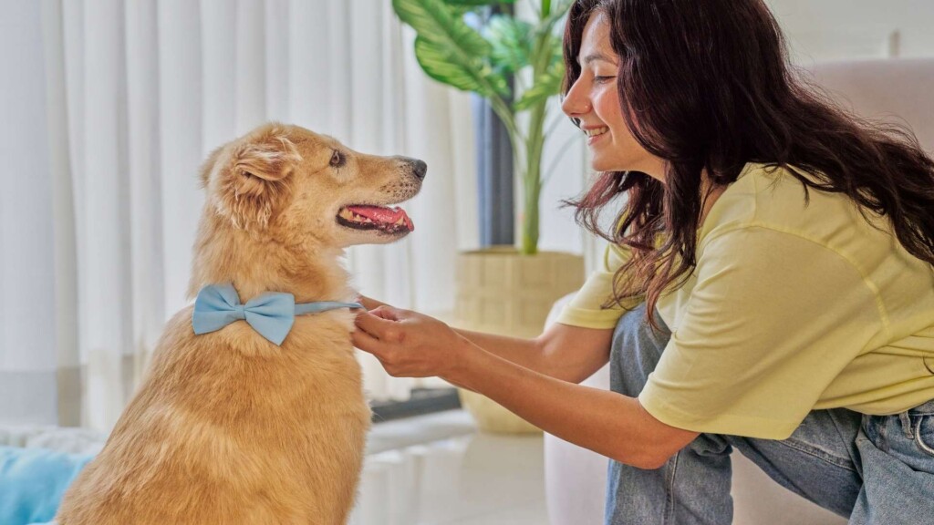 Pet-Friendly Accommodations in Huskisson