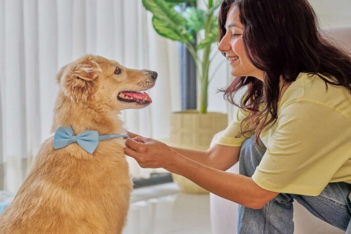 Pet-Friendly Accommodations in Huskisson