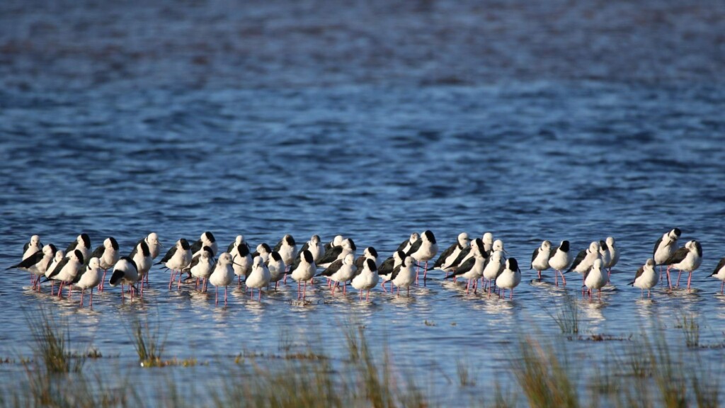 Black-winged stilts Lake Wollumboola South Coast