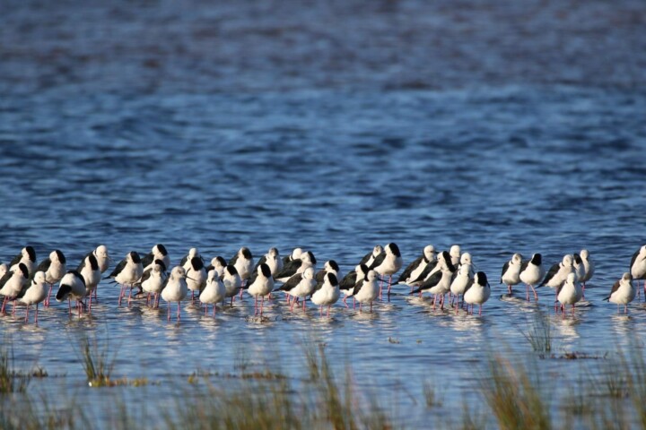 Black-winged stilts Lake Wollumboola South Coast