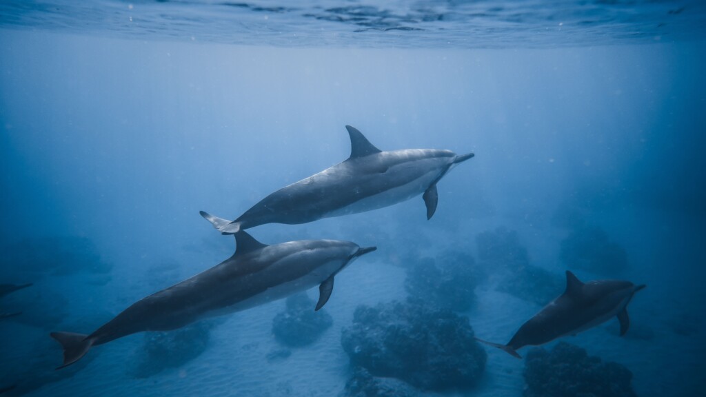 Animals under the ocean