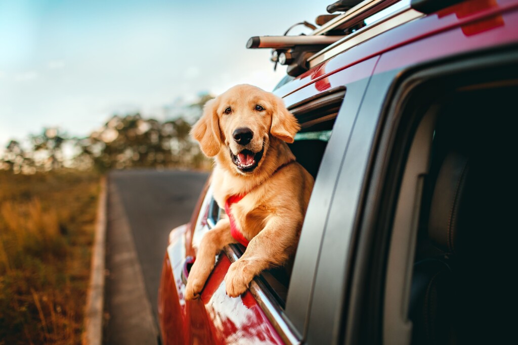 travel with pet