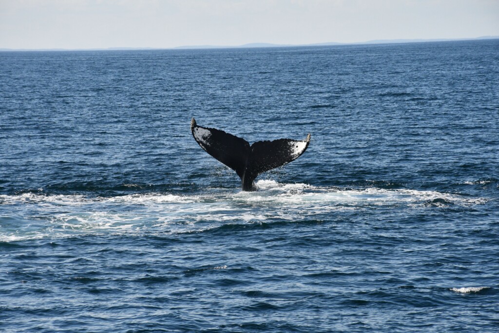Whales watching