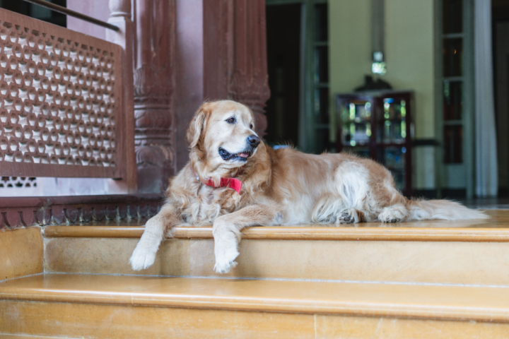 pet friendly accommodation in gerroa