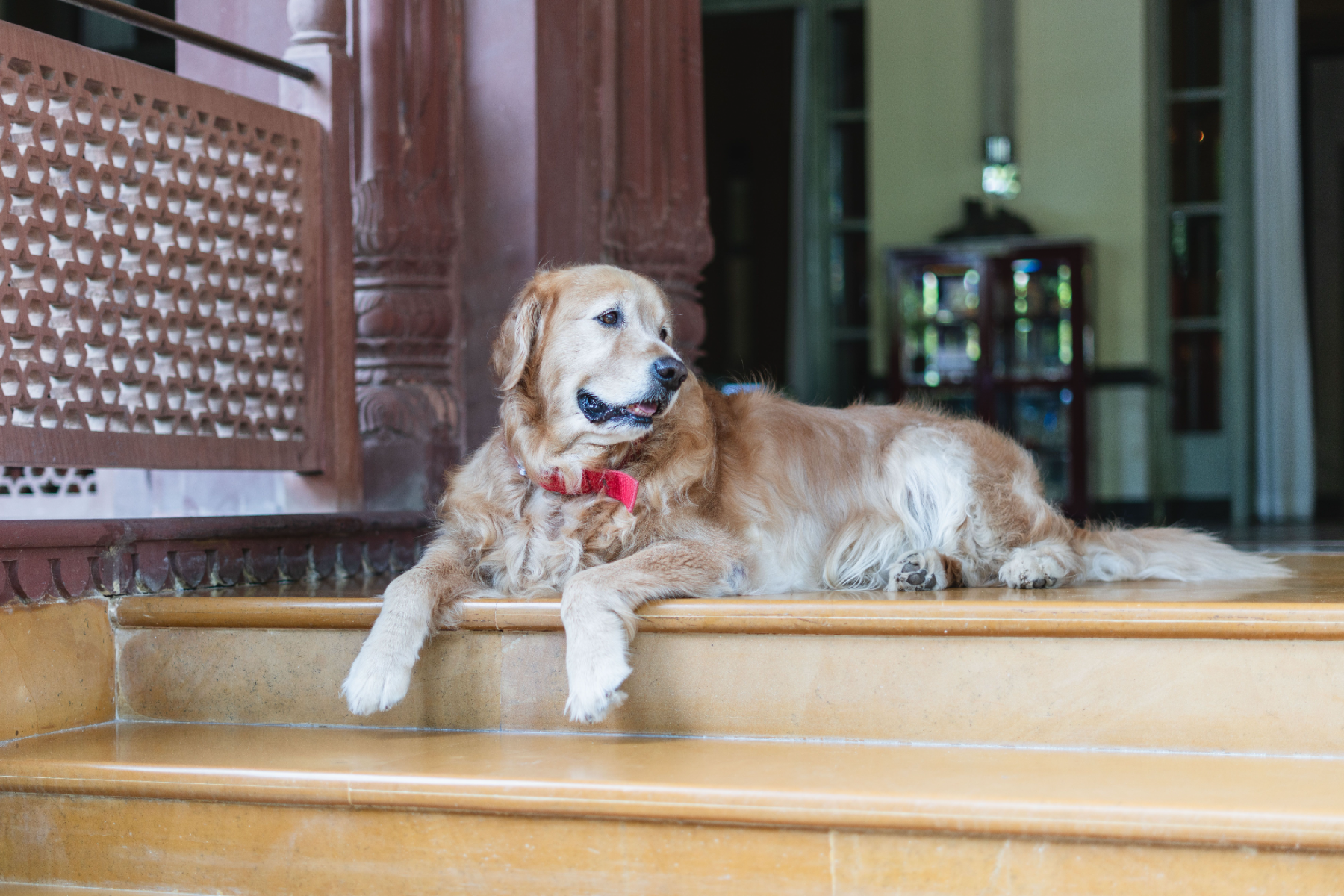 pet friendly accommodation in gerroa