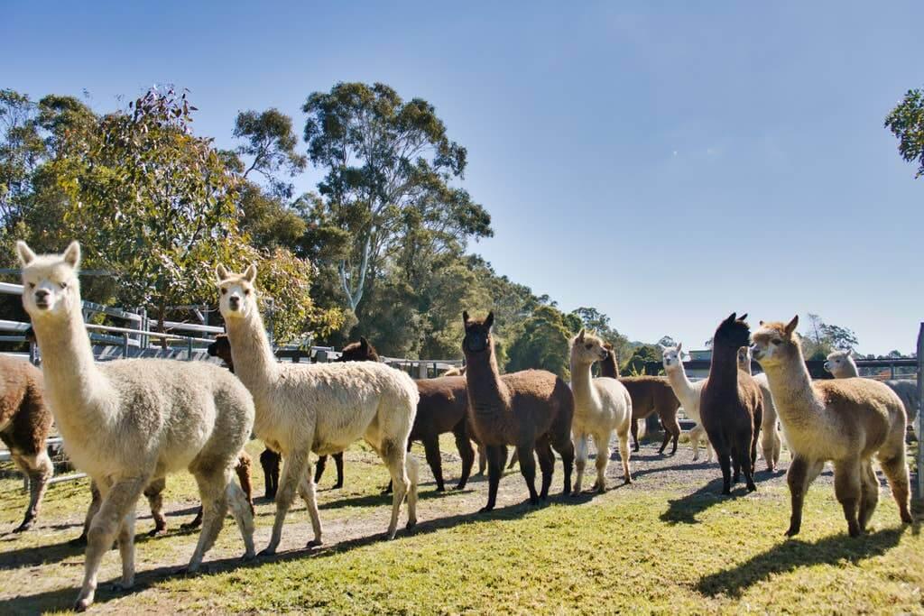 Alpacas at Silos Estate in Berry