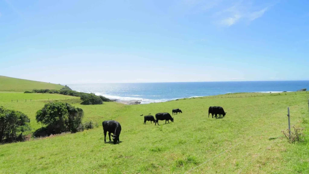 rolling hills and the beach nearby